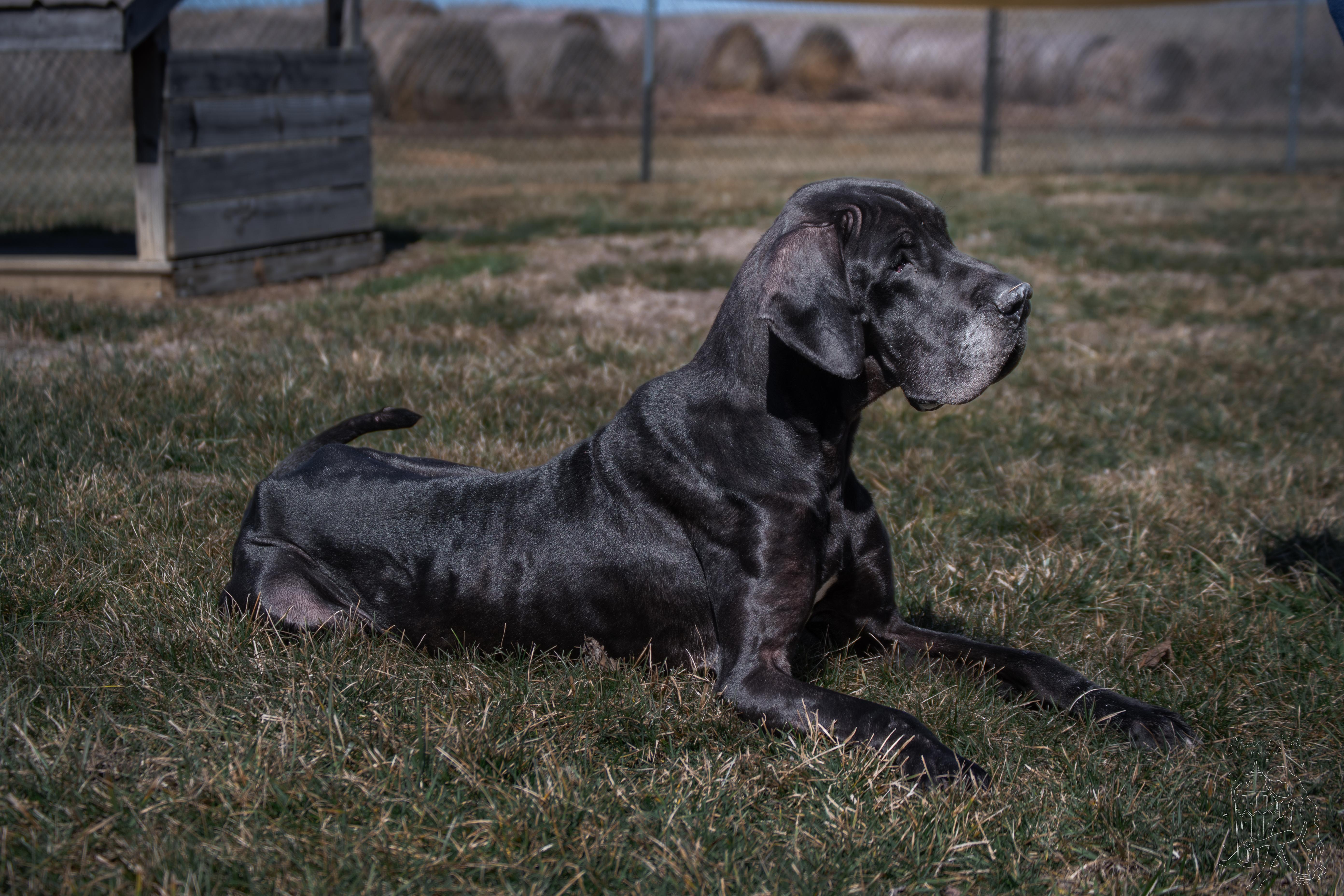 Enlarge Diesel, an adopted Great Dane in Winchester, KY image 6/6