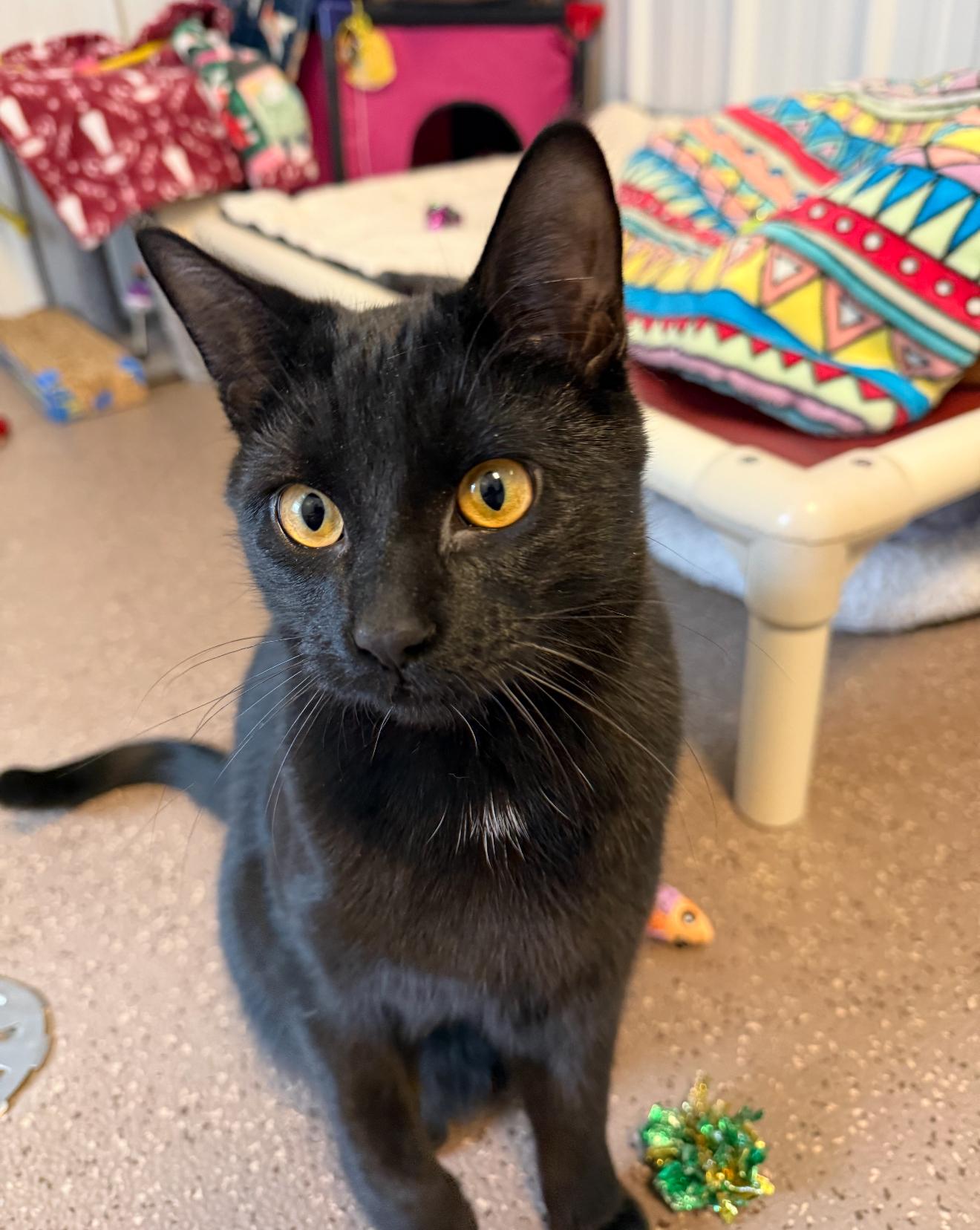 Enlarge Bob Marley, a Adoptable Domestic Short Hair in Grand Haven, MI image 1/4