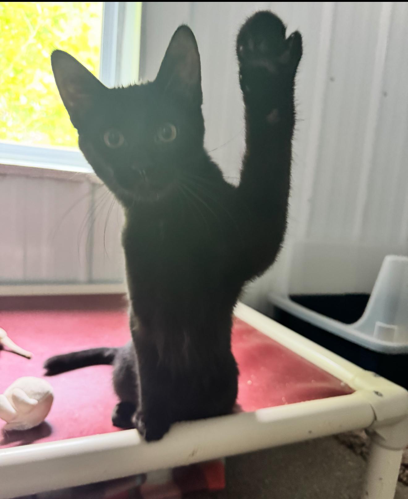 Bob Marley, Adoptable, Kitten Male Domestic Short Hair.