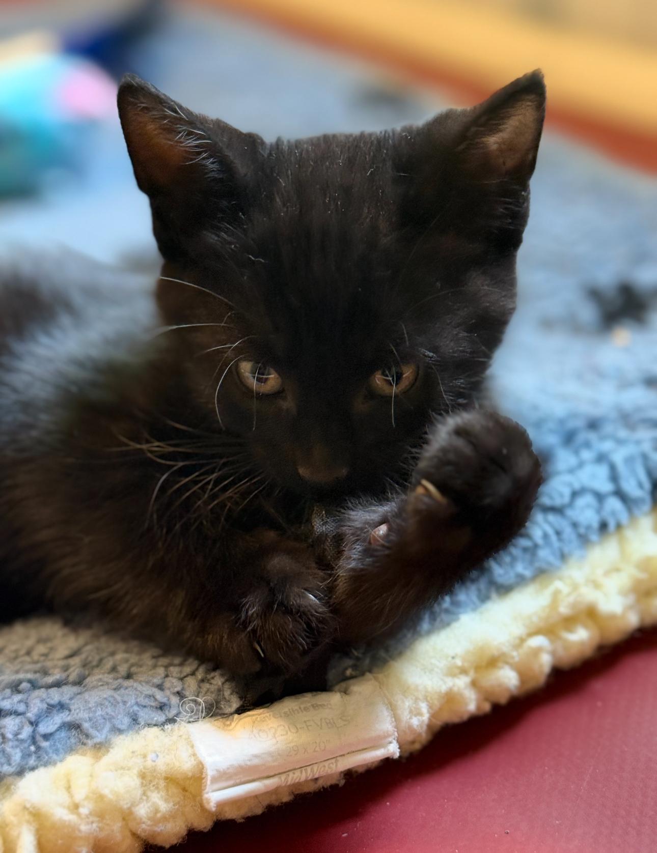 Bob Marley, a Adoptable Domestic Short Hair in Grand Haven, MI image 3/3