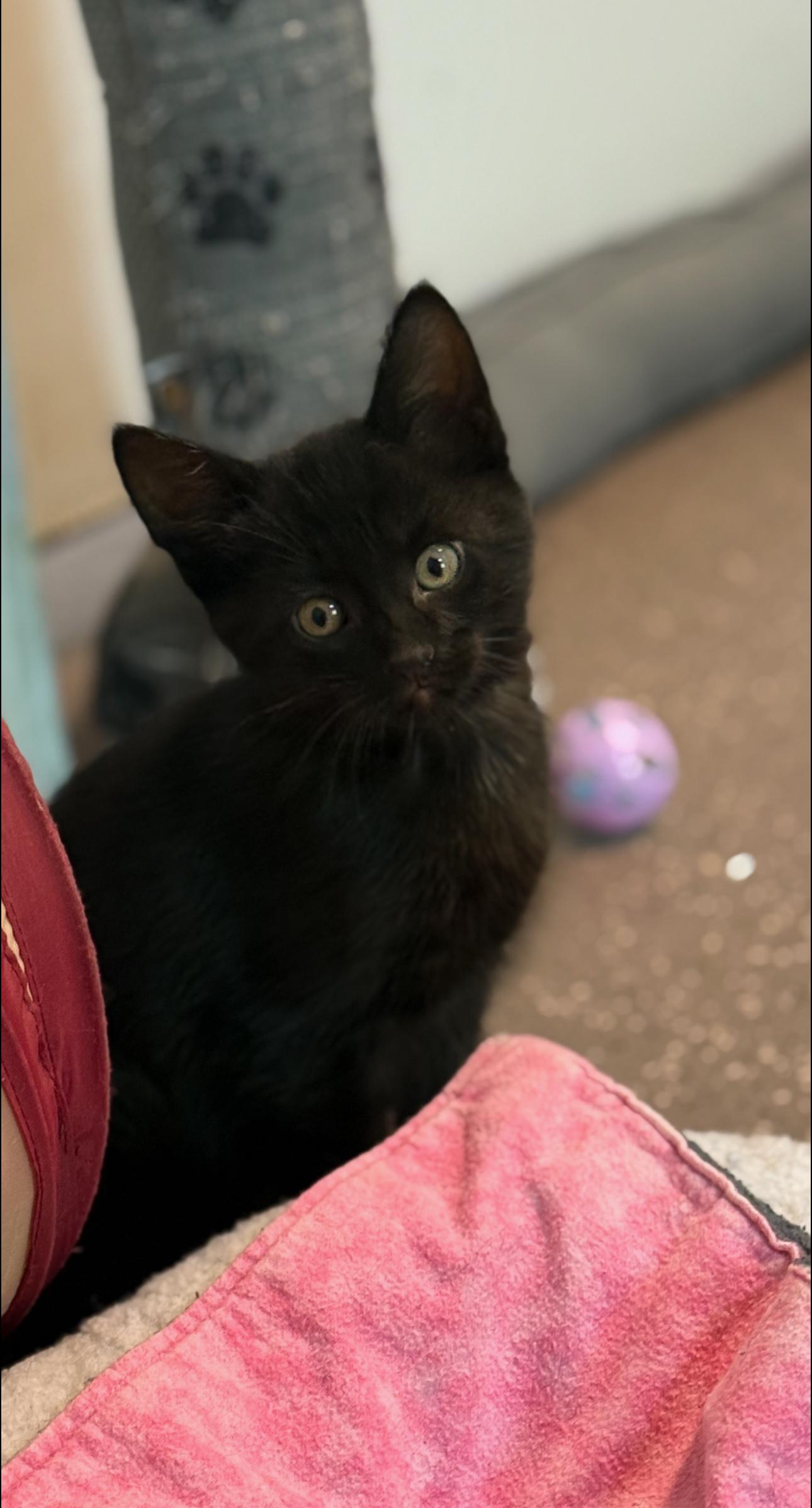 Bob Marley, a Adoptable Domestic Short Hair in Grand Haven, MI image 2/3