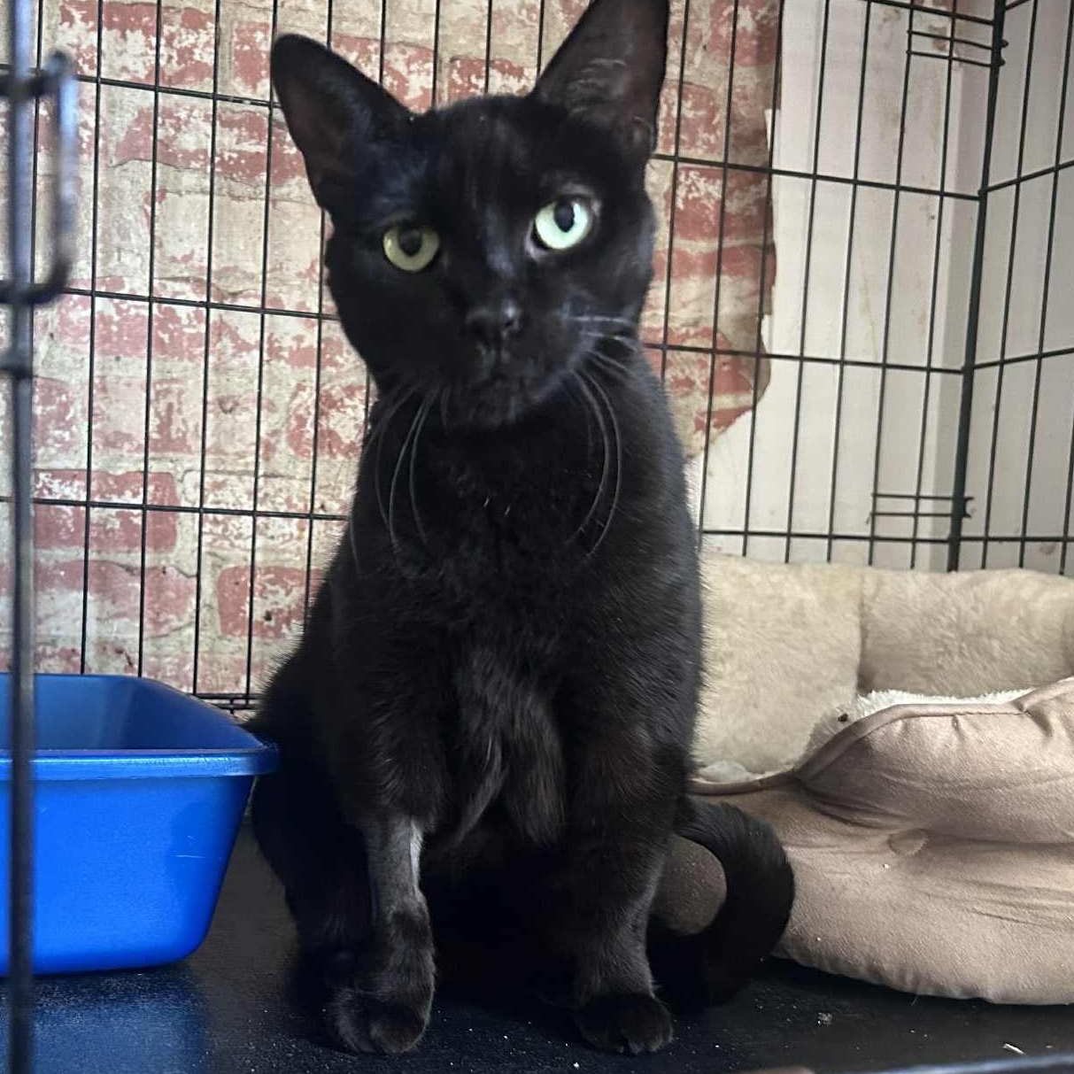 Enlarge Phoebe, a ADOPTABLE mixed breed in Huntington, NY image 5/5