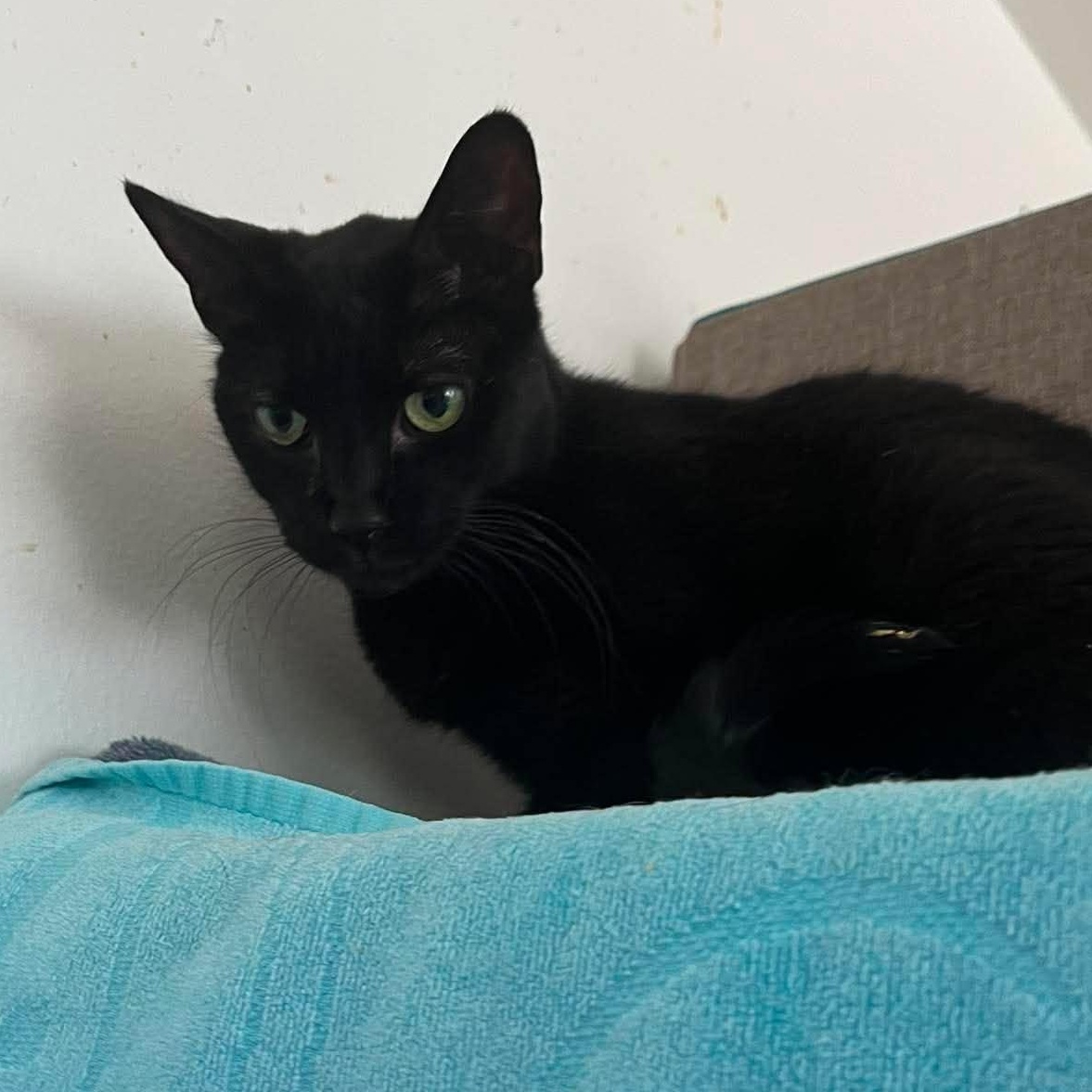 Enlarge Phoebe, a ADOPTABLE mixed breed in Huntington, NY image 3/5