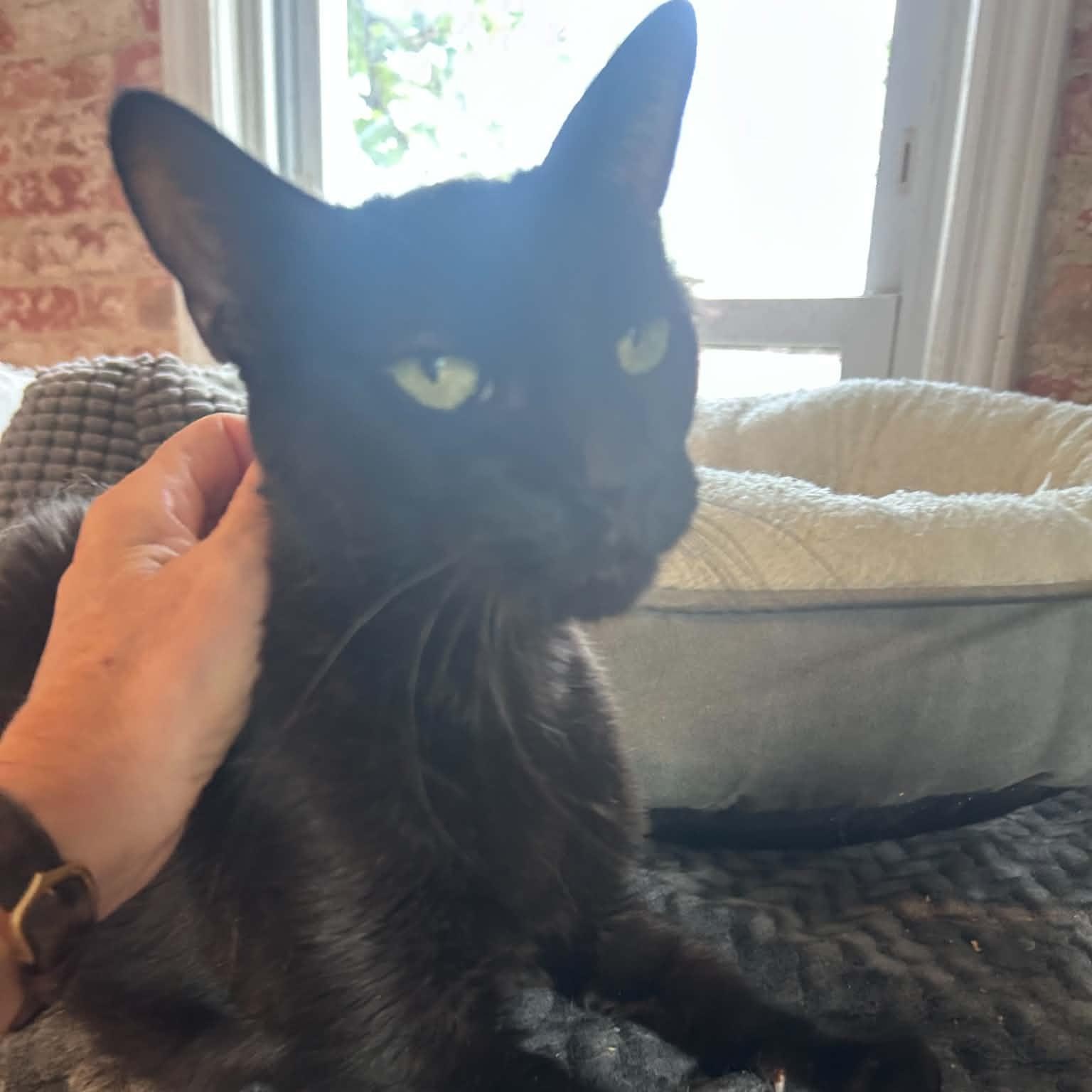 Phoebe, ADOPTABLE, Adult Female Domestic Short Hair & Bombay.
