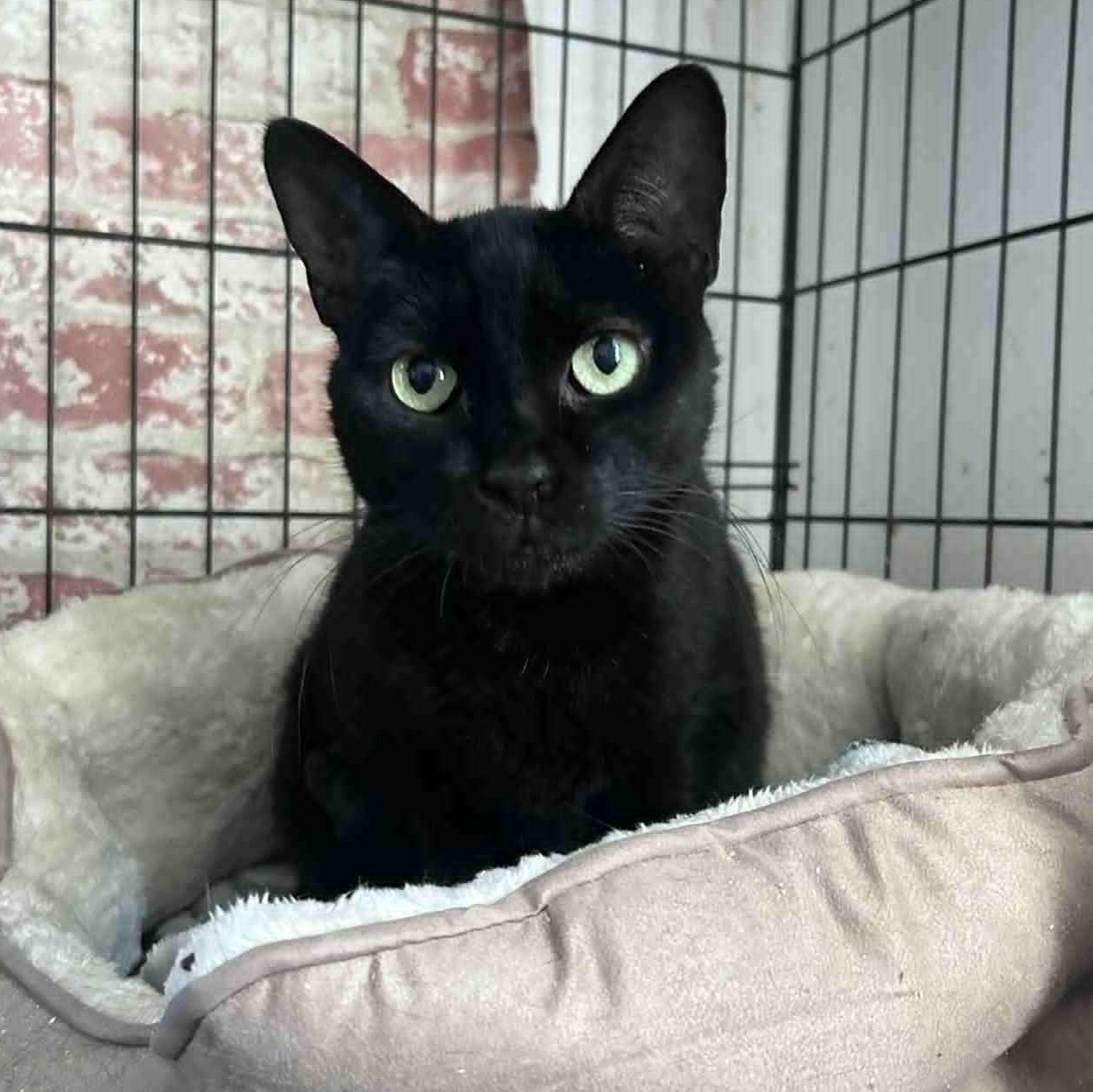 Enlarge Phoebe, a ADOPTABLE mixed breed in Huntington, NY image 2/5