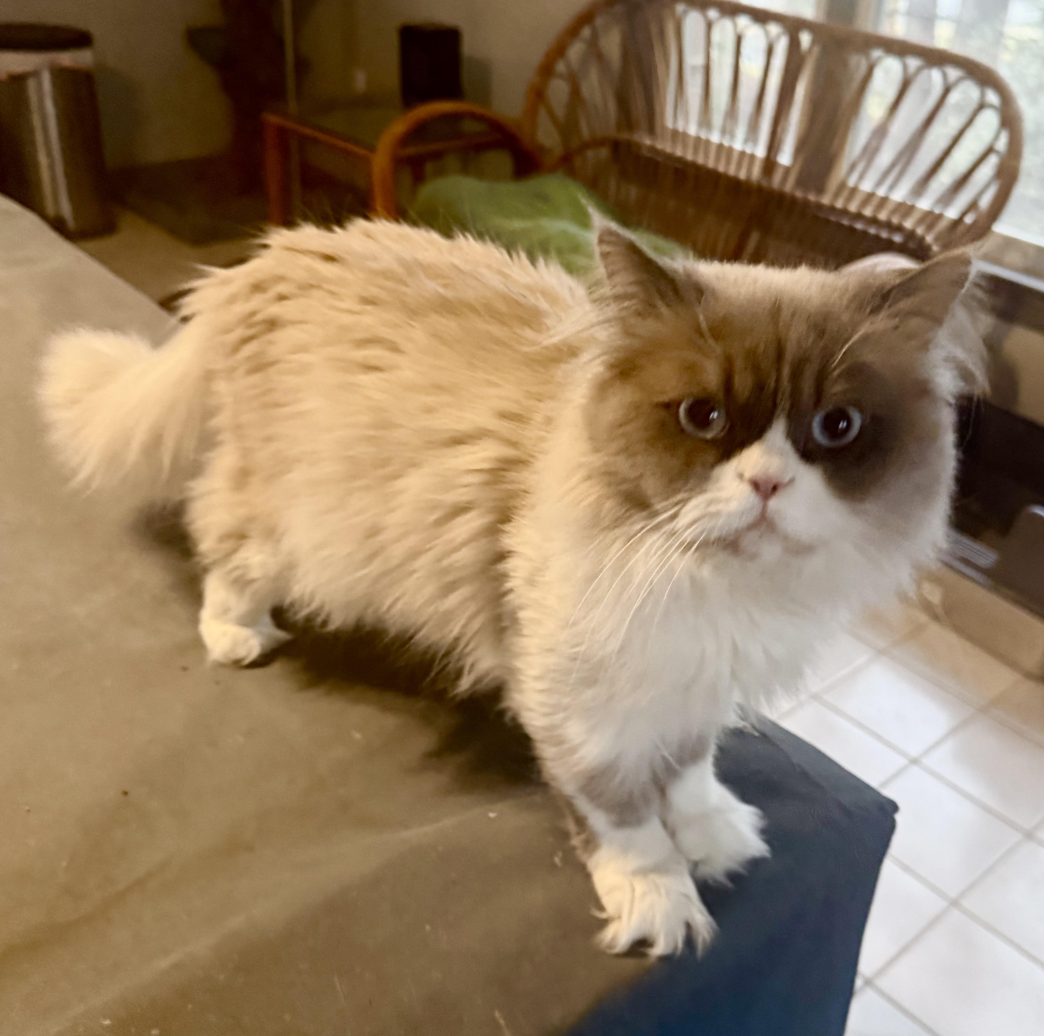 Enlarge Sweet Handsome Sokkar - Ragdoll, an adopted mixed breed in Woodbridge, VA image 6/6