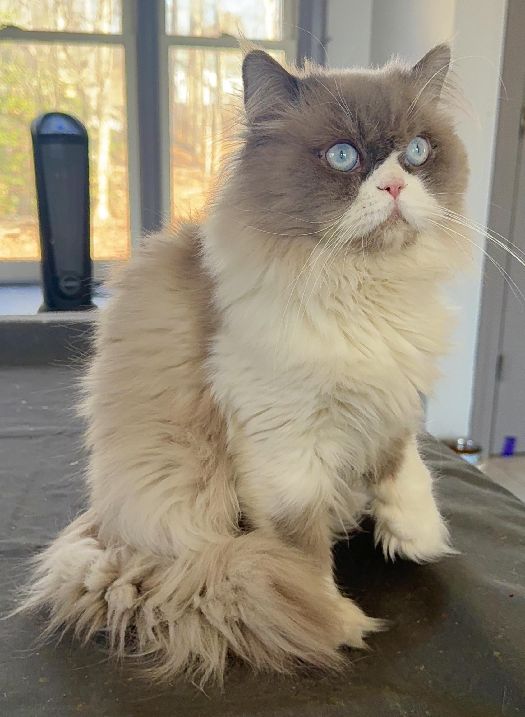 Enlarge Sweet Handsome Sokkar - Ragdoll, an adopted mixed breed in Woodbridge, VA image 2/6
