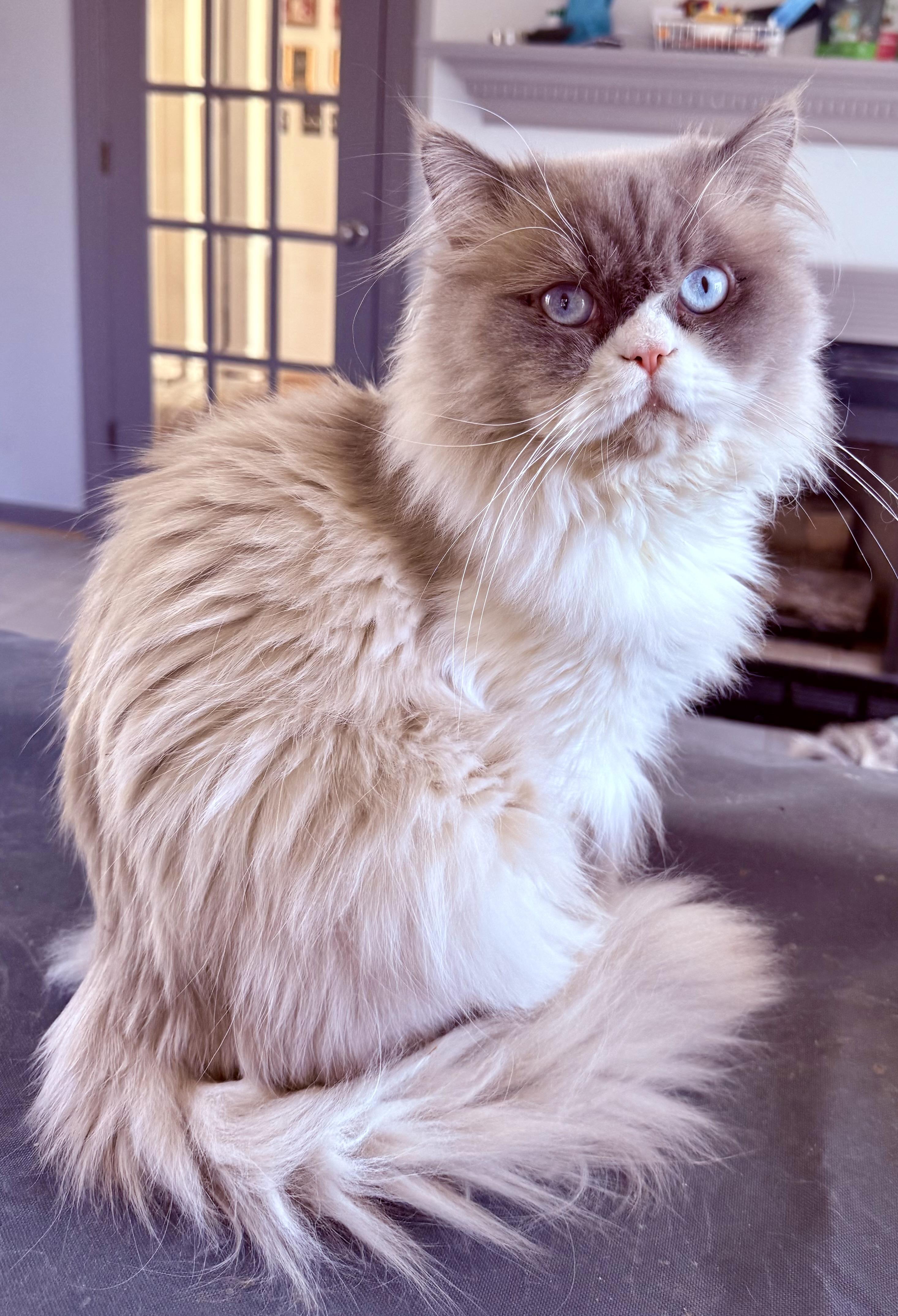 Enlarge Sweet Handsome Sokkar - Ragdoll, an adopted mixed breed in Woodbridge, VA image 3/6