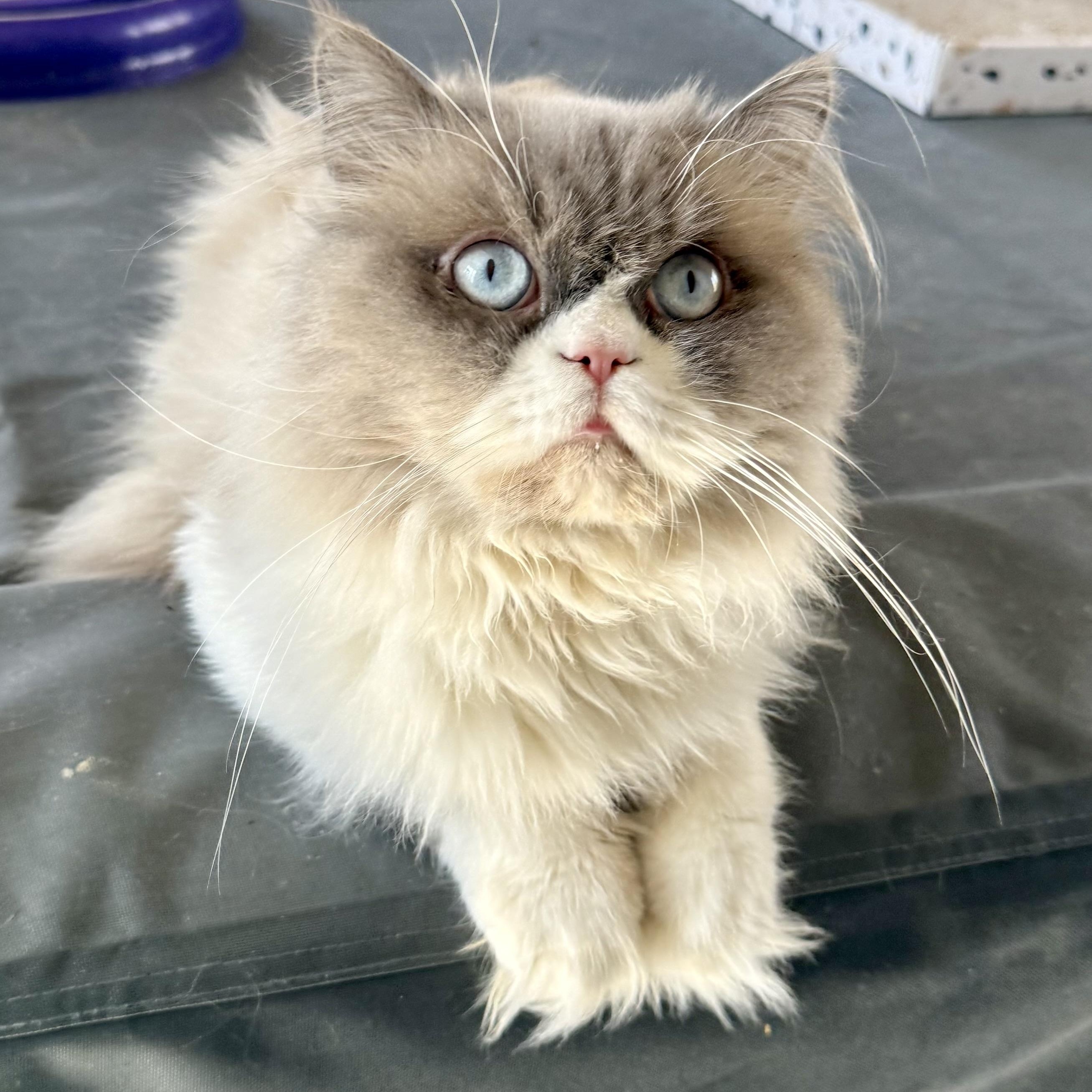 Enlarge Sweet Handsome Sokkar - Ragdoll, an adopted mixed breed in Woodbridge, VA image 4/6