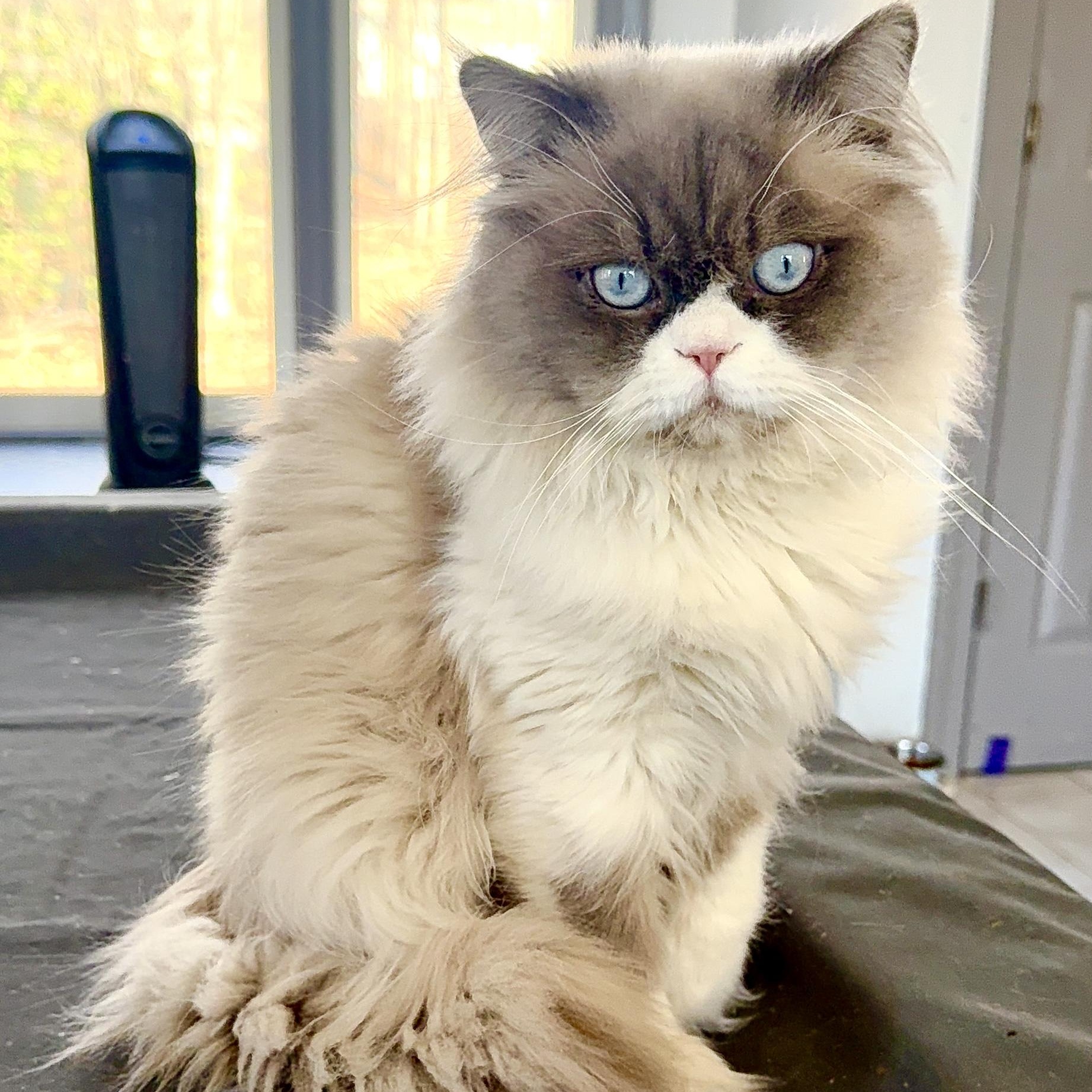 Enlarge Sweet Handsome Sokkar - Ragdoll, an adopted mixed breed in Woodbridge, VA image 1/6