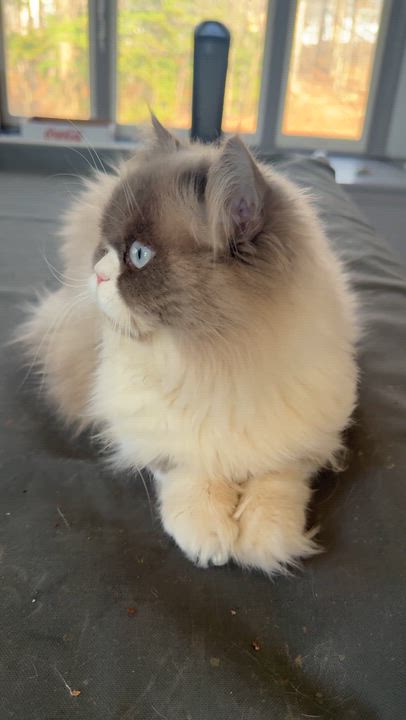 Enlarge Sweet Handsome Sokkar - Ragdoll, an adopted mixed breed in Woodbridge, VA video 5/6