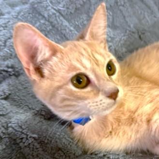 Bouncy Briar  Bengal thumbnail 2