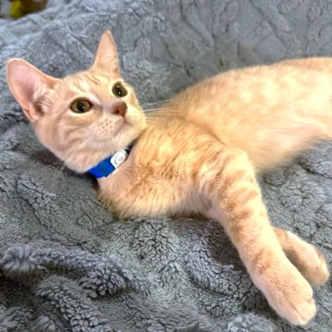 Bouncy Briar  Bengal thumbnail 4