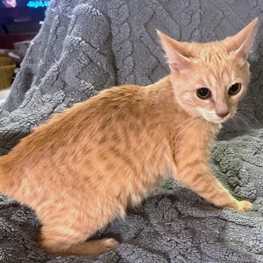 Bouncy Briar  Bengal thumbnail 5