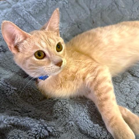 Bouncy Briar  Bengal thumbnail 6