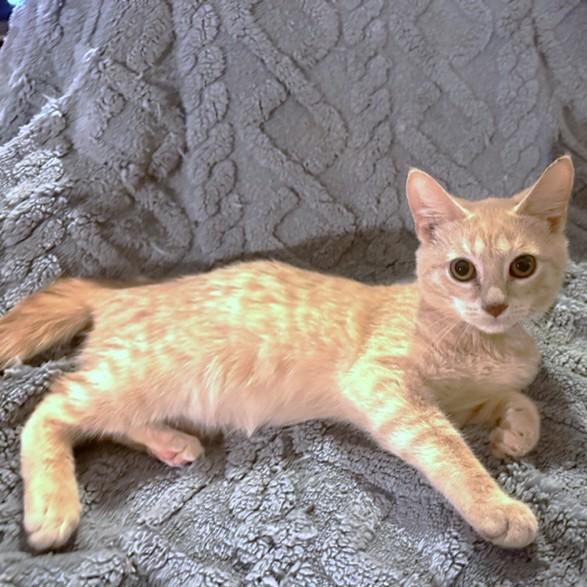 Bouncy Briar  Bengal