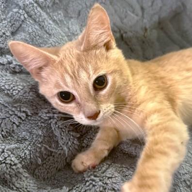 Bouncy Briar  Bengal thumbnail 3