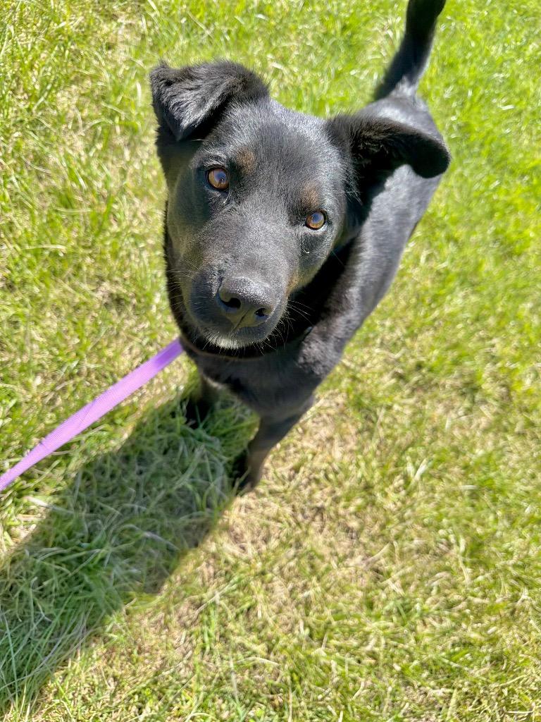 McKay, Adoptable, Young Female Border Collie & Mixed Breed.