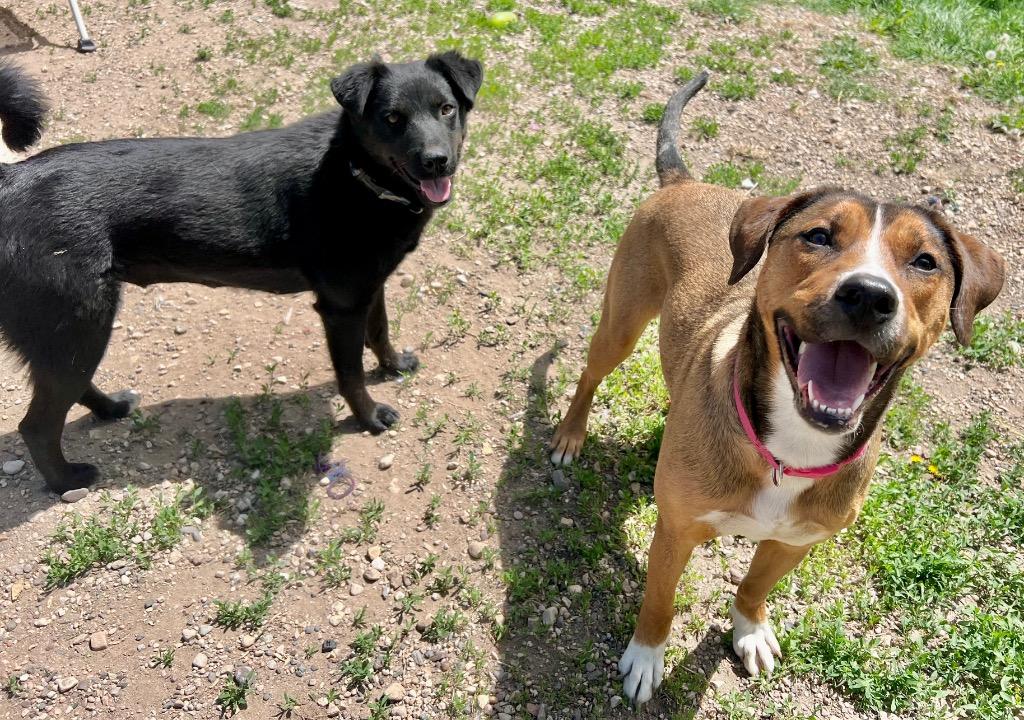 McKay, a Adoptable mixed breed in Saint James, MN image 3/6