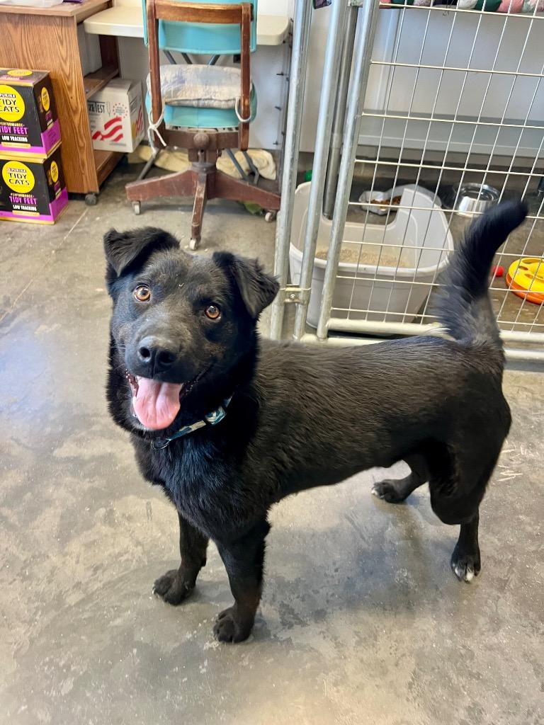 McKay, a Adoptable mixed breed in Saint James, MN image 5/6