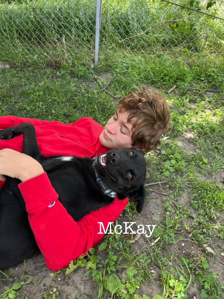 McKay, a Adoptable mixed breed in Saint James, MN image 5/6
