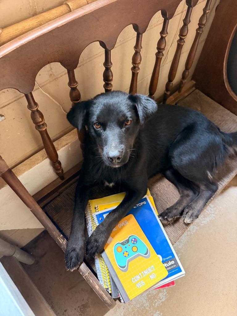 McKay, a Adoptable mixed breed in Saint James, MN image 6/6
