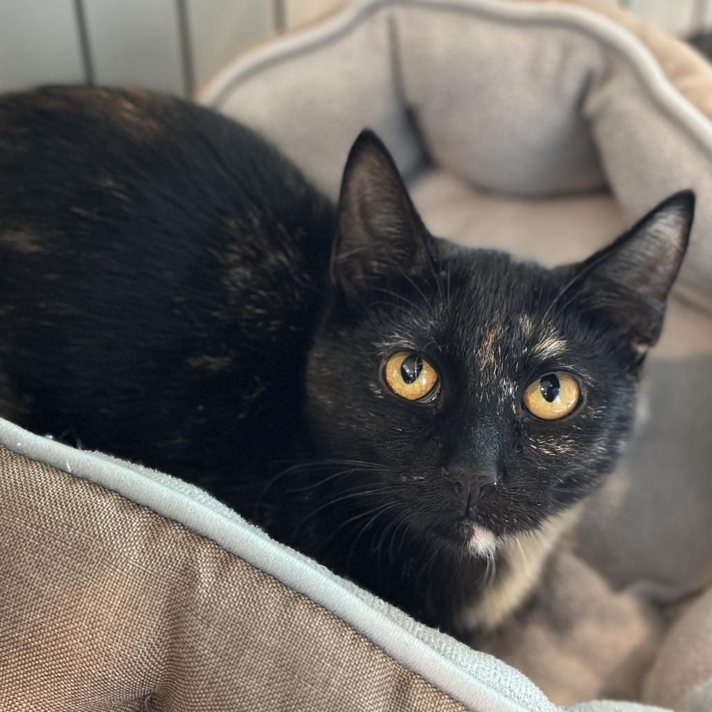 Sheba, a Adoptable Domestic Short Hair in Matteson, IL image 1/6