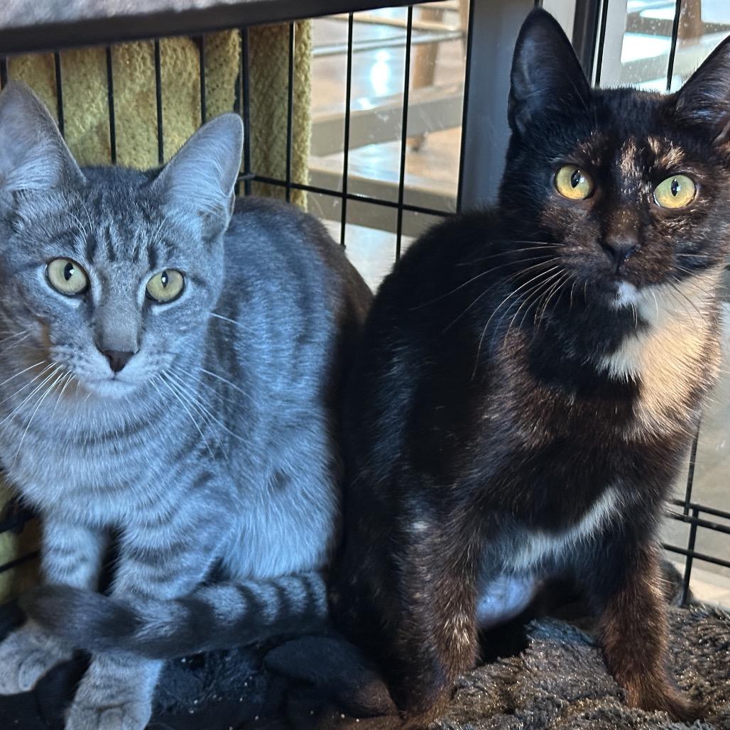 Sheba, a Adoptable Domestic Short Hair in Matteson, IL image 2/6