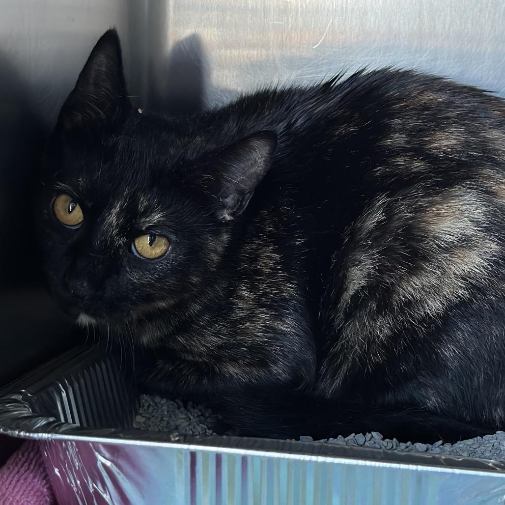 Sheba, a Adoptable Domestic Short Hair in Matteson, IL image 3/6