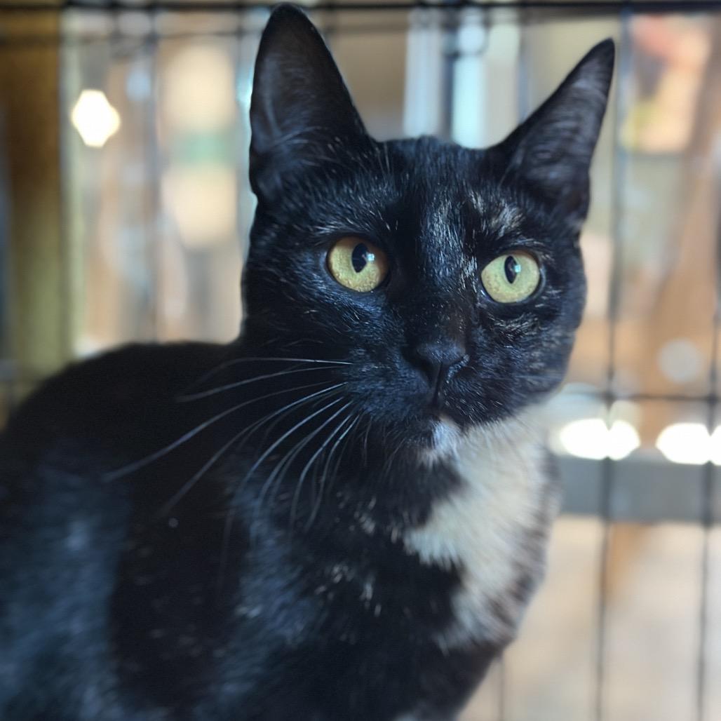 Sheba, a Adoptable Domestic Short Hair in Matteson, IL image 4/6