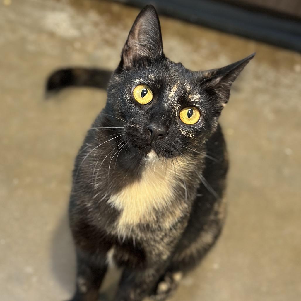 Sheba, a Adoptable Domestic Short Hair in Matteson, IL image 5/6