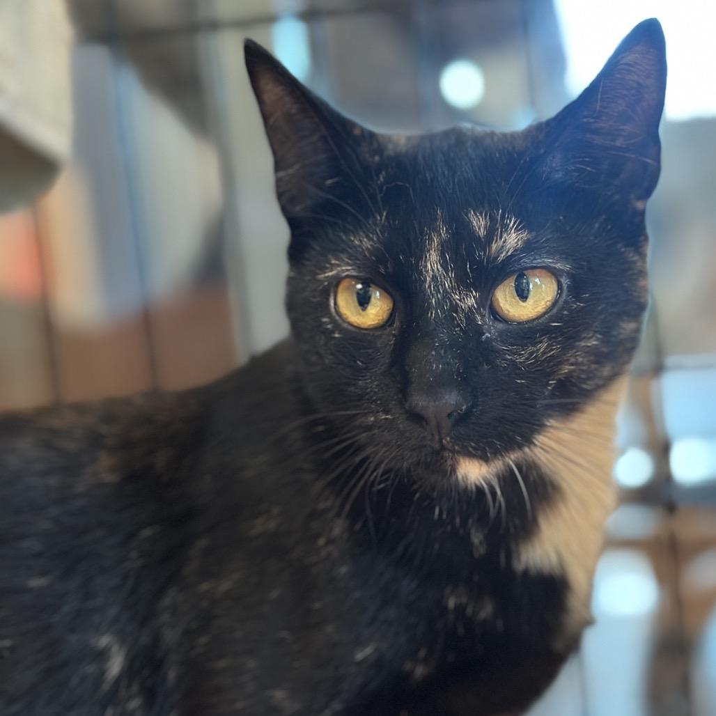 Sheba, a Adoptable Domestic Short Hair in Matteson, IL image 6/6