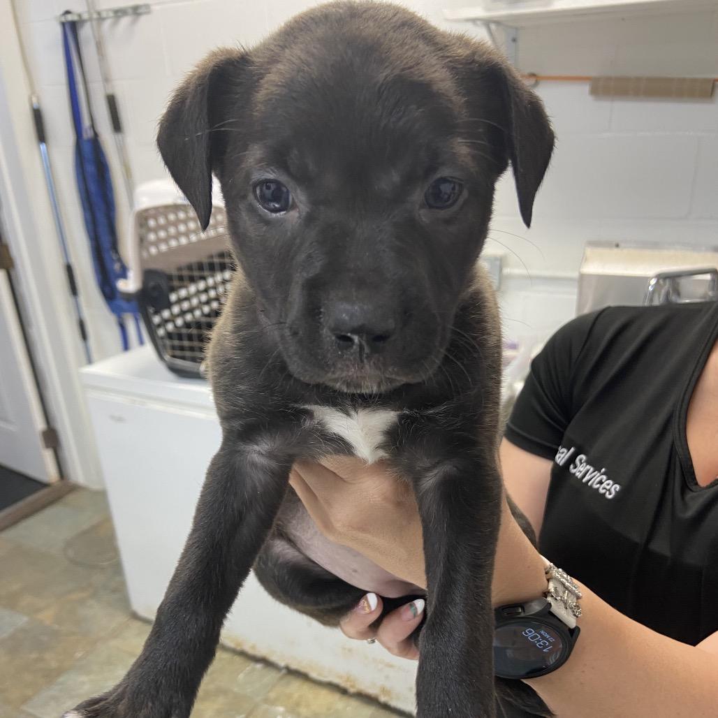 Enlarge Sally, a Adoptable Mixed Breed in Melrose, FL image 1/1