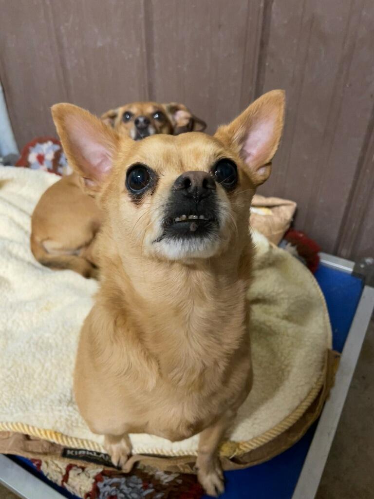 Enlarge Yoshi, a ADOPTABLE Chihuahua in Polson, MT image 2/5