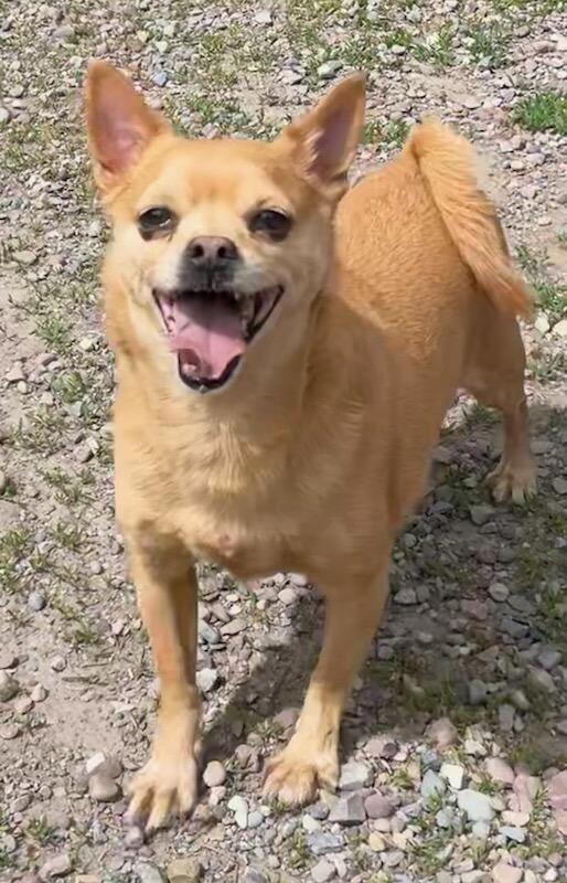 Enlarge Yoshi, a ADOPTABLE Chihuahua in Polson, MT image 1/5