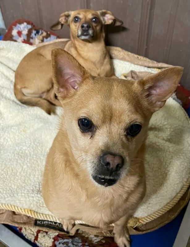 Enlarge Yoshi, a ADOPTABLE Chihuahua in Polson, MT image 5/5