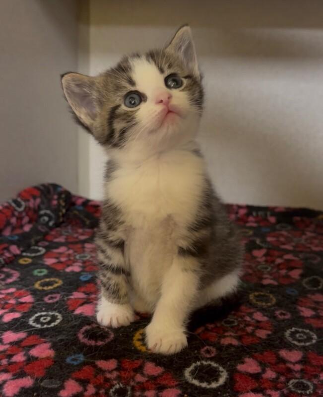 Acai, a Adoptable mixed breed in Osseo, MI image 2/2