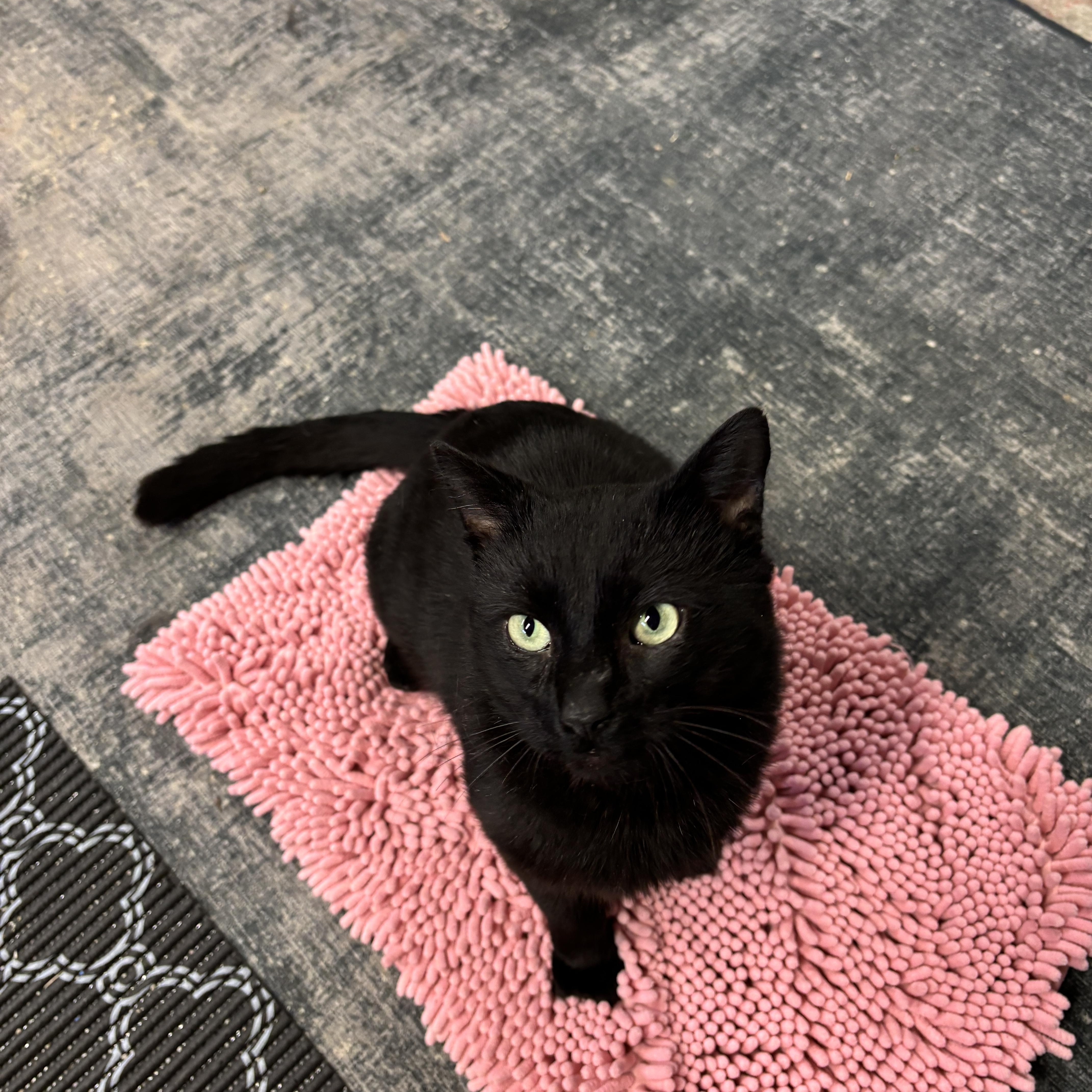 Enlarge DROGON, a ADOPTABLE Domestic Short Hair in Shakespeare, ON image 2/6