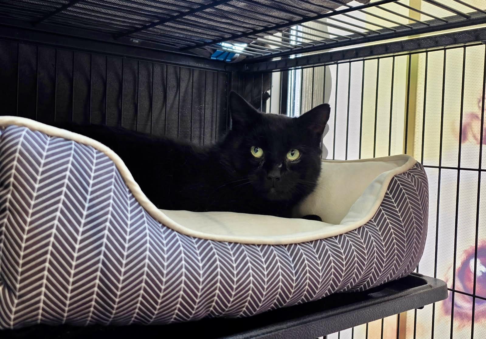 Enlarge DROGON, a ADOPTABLE Domestic Short Hair in Shakespeare, ON image 6/6