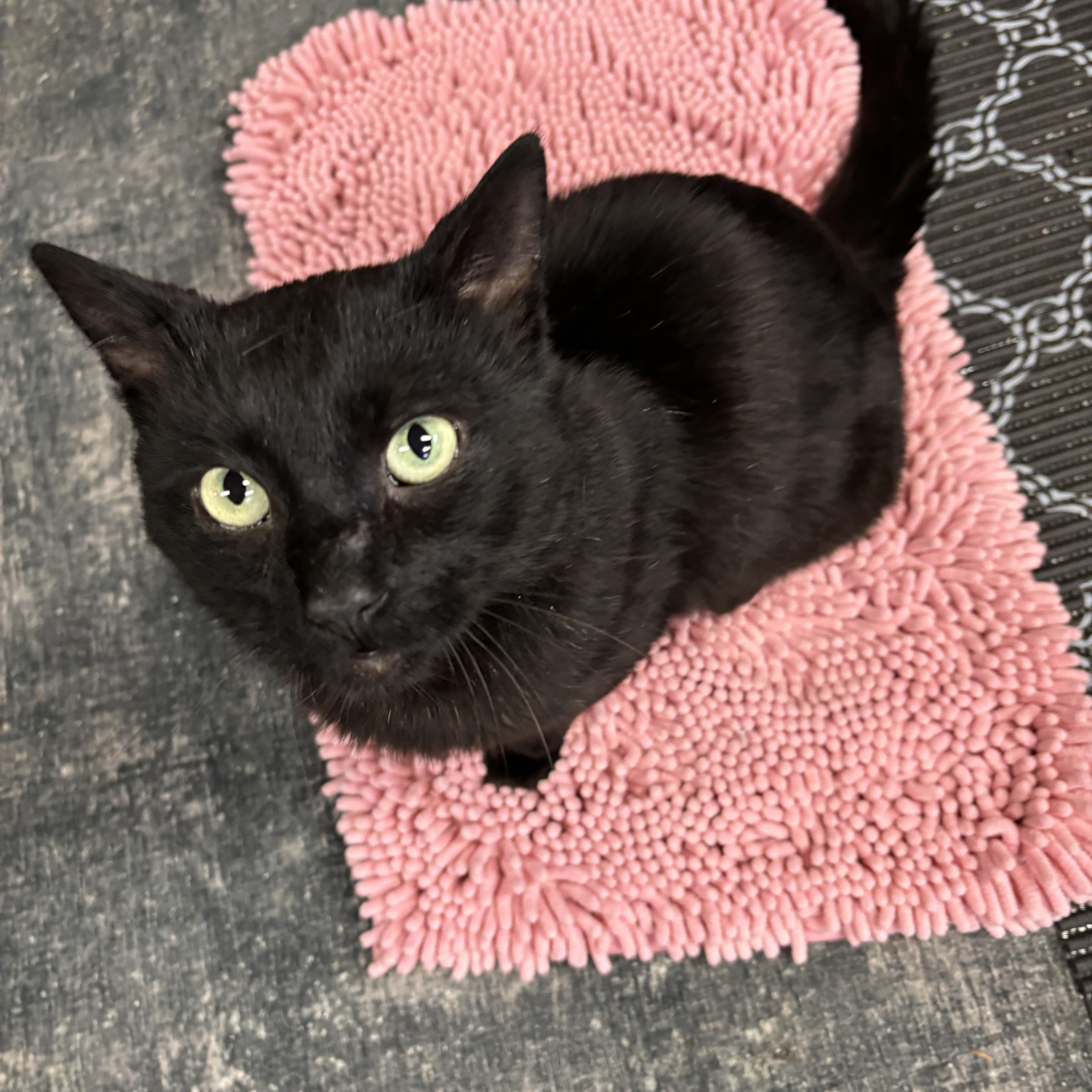 DROGON, ADOPTABLE, Adult Male Domestic Short Hair.