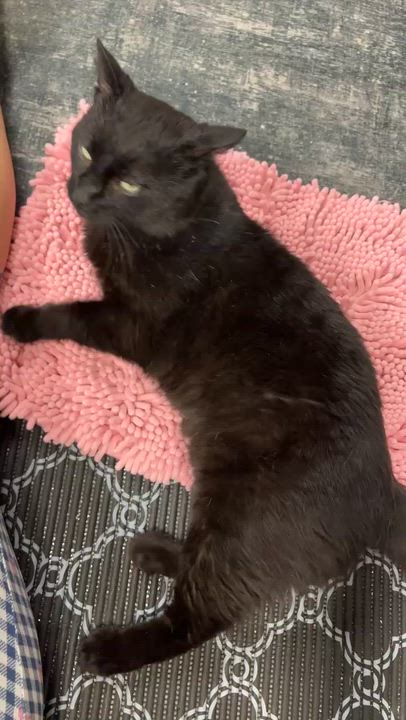 Enlarge DROGON, a ADOPTABLE Domestic Short Hair in Shakespeare, ON video 3/6