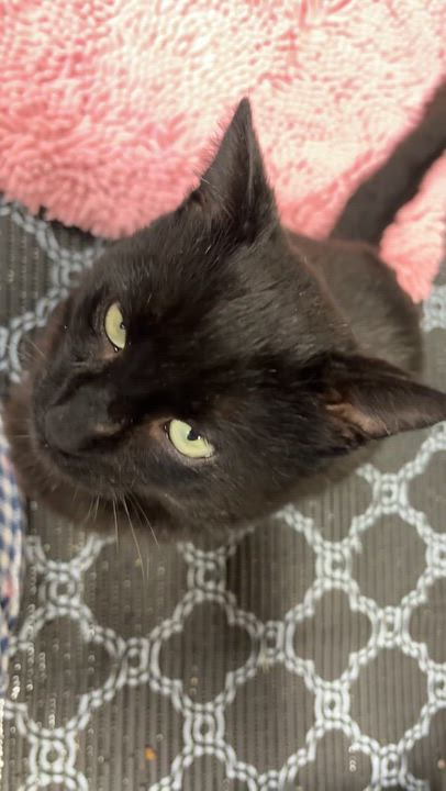 Enlarge DROGON, a ADOPTABLE Domestic Short Hair in Shakespeare, ON video 5/6
