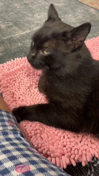 Enlarge DROGON, a ADOPTABLE Domestic Short Hair in Shakespeare, ON video 4/6