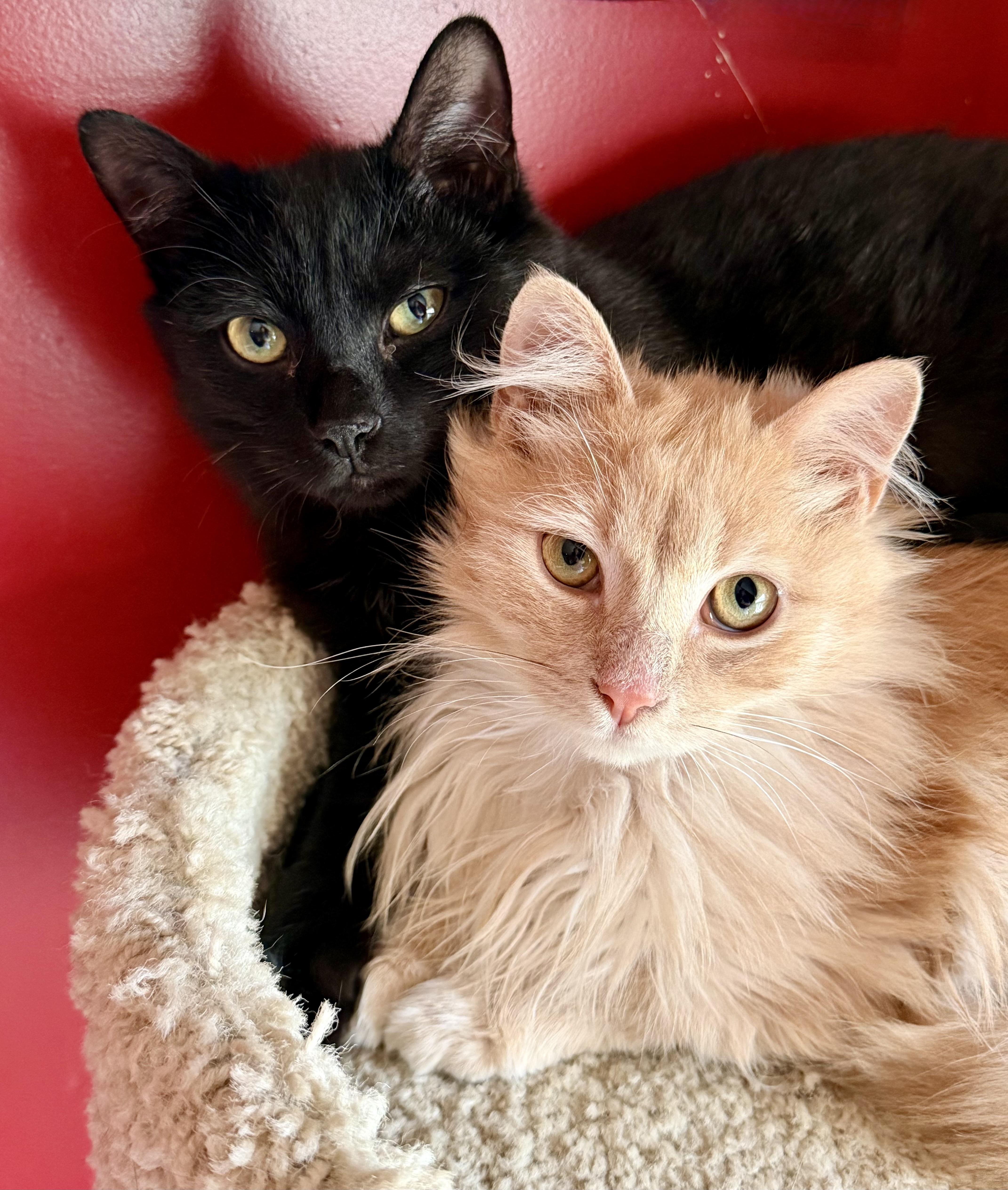Enlarge Seneca and Cruz, a ADOPTABLE Domestic Medium Hair in Manhasset, NY image 1/2