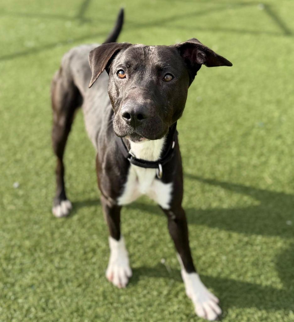 Fergie, Adoptable, Adult Female Pit Bull Terrier & Shepherd.