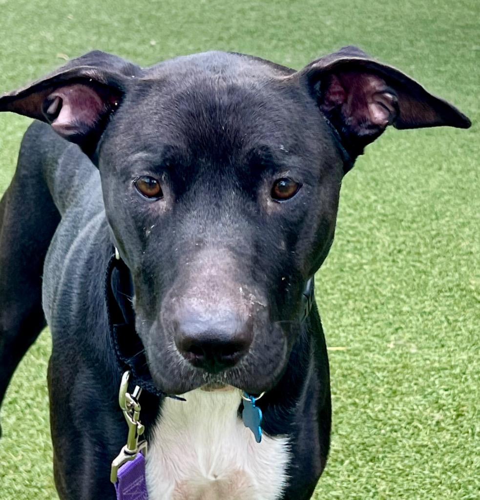 Fergie, a Adoptable mixed breed in Columbia, IL image 1/4