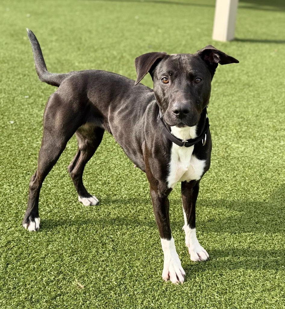 Fergie, a Adoptable mixed breed in Columbia, IL image 2/6