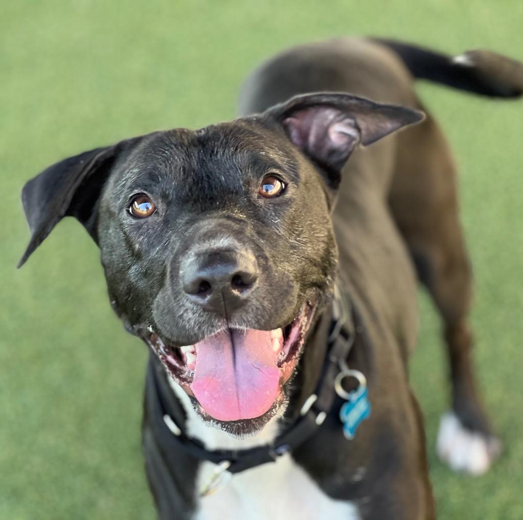 Enlarge Fergie, a Adoptable mixed breed in Columbia, IL image 1/5