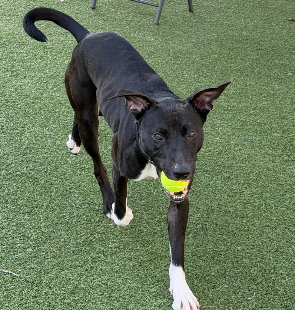 Fergie, a Adoptable mixed breed in Columbia, IL image 4/6