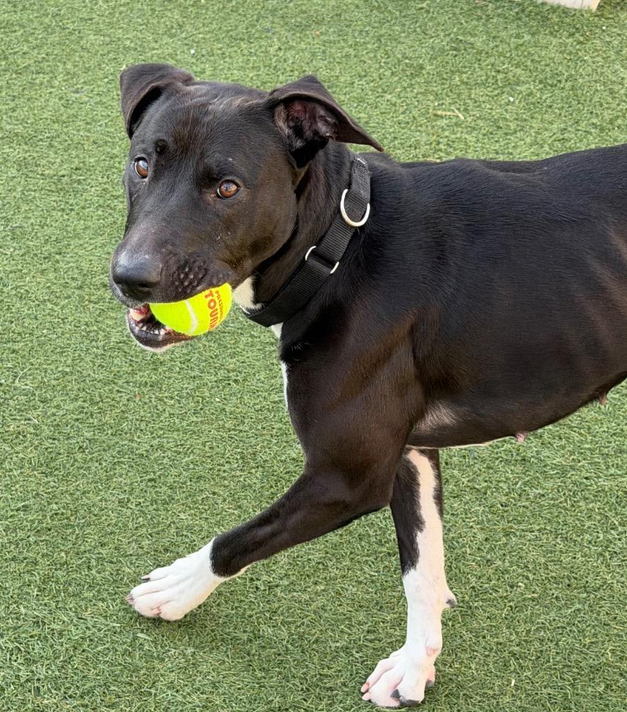 Fergie, a Adoptable mixed breed in Columbia, IL image 5/6